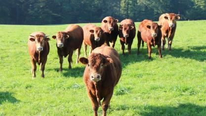 In Frankrijk is een nieuw geval van nodulaire dermatose (lumpy skin disease) opgedoken.