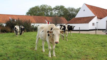 Ook in Vlaanderen zijn er plannen om inzake stikstof van een depositie- naar een emissiemodel over te stappen.