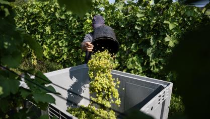 De Duitse wijnoogst van dit jaar zal naar verwachting 7% lager liggen dan vorig jaar.