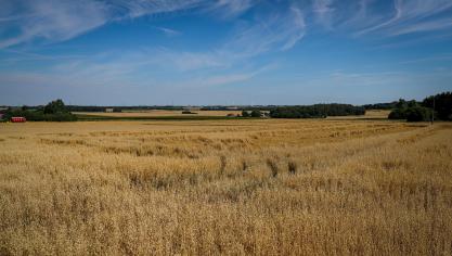 Landbouwgrond wordt stilaan onbetaalbaar, zeker voor jonge boeren en starters. De hectarepremies jagen de grondprijs aan.