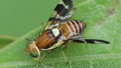 Wie zijn notelaar jarenlang zonder zorgen heeft zien groeien, kijkt met lede ogen naar deze exoot. Prcventief handelen kan echter wel erger voorkomen.