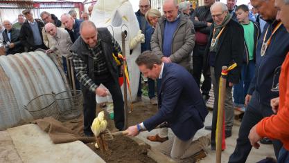 Vlaams minister van Landbouw Jo Brouns oogstte het eerste grondwitloof.