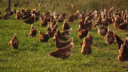 Vanaf 23 oktober geldt in België de afschermplichtvoor vogels en pluimvee van alle commerciële en in Sanitel geregistreerde pluimveehouderijen.
