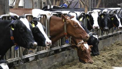 De heropleving van Infectieuze Bovine Rhinotracheïtis (IBR) legt pijnpunten bloot in beleid en strategie.