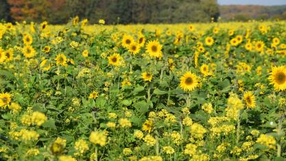Welke mogelijkheid je ook kiest, de bodembedekking moet minstens in de periode van 1 december 2025 tot 31 januari 2026 zichtbaar aanwezig zijn.