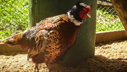 In de Nederlandse gemeente Bronckhorst werd vogelgriep vastgesteld op een bedrijf met fazanten.