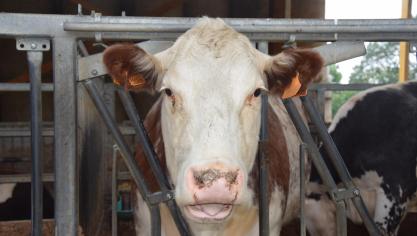 58 vrije bedrijven hebben dit jaar hun IBR-vrije statuut verloren.