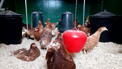 Voorzie bij het ophokken voldoende gevarieerde verrijking.