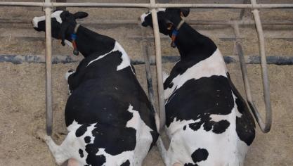 67% van de melkveehouders gebruikt reststromen uit de voedingsindustrie in het rantsoen.