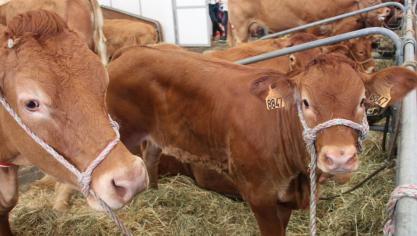 De export van Franse runderen kan hernemen op 1 november.