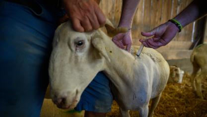 Bij routinecontroles in september en oktober stelde het FAVV vast dat maar 15 veehouderijen hun dieren niet gevaccineerd hebben tegen blauwtong en EHD.