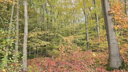 In de natuur kan je nu volop genieten van de prachtige herfstkleuren. Mits een goede plantenkeuze kan je ook in je eigen tuin genieten van dit spektakel.