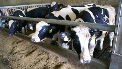 De prijzen voor BWB-kalveren dalen volgens Coevia.