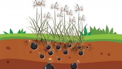 Knolcyperus is als een tikkende tijdbom in de bodem.