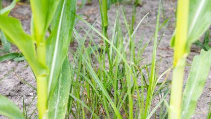 Knolcyperus is een steeds groter wordende problematiek met ingrijpende gevolgen.