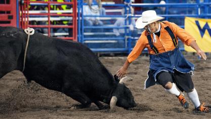 Minister Weyts stelt geen Vlaams verbod op rodeo's in, maar stelt wel het gebruik van de flankriem in vraag.