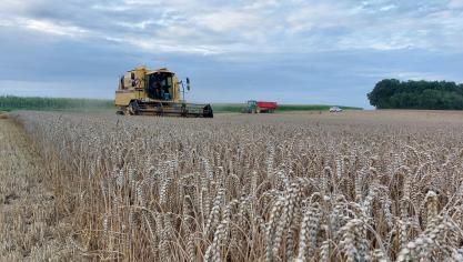 De productie van bijna alle granen is gestegen, zo meldt Statbel.