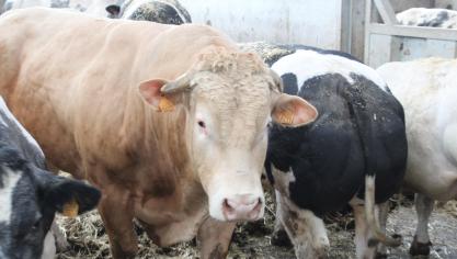 De Wetenschappelijke Interdisciplinaire Commissie Stikstof zal tegen eind 2026 een advies geven over een Vlaams emissiegestuurd stikstofbeleid.