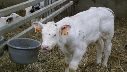 De prijzen voor BWB-kalveren blijven dalen.