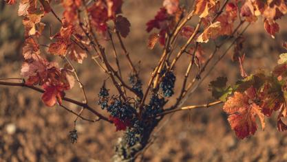 Een combinatie van hitte en droogte zorgt voor een historisch lage wijnproductie in Frankrijk .