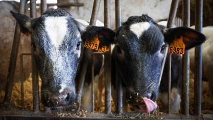Rundveehouders moeten nog steeds een manier vinden om 5% minder ammoniak uit te stoten tegen het einde van dit jaar.