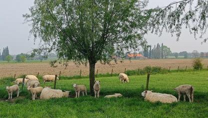Beschutting bieden wordt straks overal verplicht, zowel in de zomer als in de winter