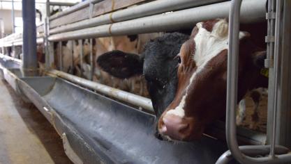 Er lopen al verschillende initiatieven in de kalverhouderij om eigen antibioticumgebruik te verminderen. Met resultaat.