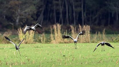 Bijna 1.000 kraanvogels stierven in Duitsland na een grote uitbraak van het virus.