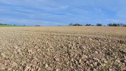Het is steeds aan te raden om bladluizen te tellen alvorens te behandelen om de situatie niet te over- of onderschatten.