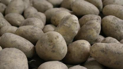 Sectororganisatie Belgapom meldt op 14 november een notering van 15 euro/ton (zonder btw) voor het aardappelras Fontane.