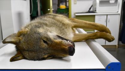 Een boswachter trof maandagmorgen het kadaver van de aangereden wolf aan (archiefbeeld).