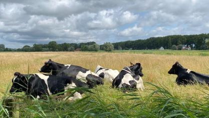 Beweiding wordt op verschillende punten toegankelijker gemaakt als AER-maatregel.
