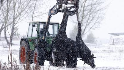 Het karkas van een waterbuffalo van een beslag dicht bij Berlijn wordt geruimd nadat er mond-en-klauwzeer uitbrak.