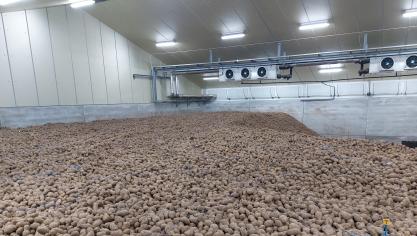 Omwille van meerdere redenen tonen de bewaaraardappelen zich nu bijzonder kiemlustig.