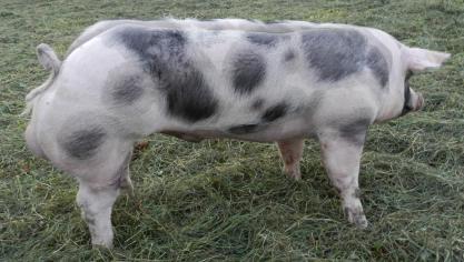 Beer Gio van ‘t Ganzenhof van fokker Florent Deboes uit Tienen en eigenaar KI Bevel.