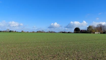 De bladluisdruk in graanvelden stabiliseerde de afgelopen week.