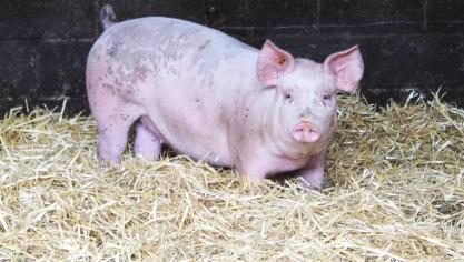 De bioveiligheidsscores op Belgische varkensbedrijven blijven verbeteren.