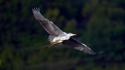 Er worden heel wat vogelgriepbesmettingen vastgesteld bij kraanvogels en andere wilde vogels.