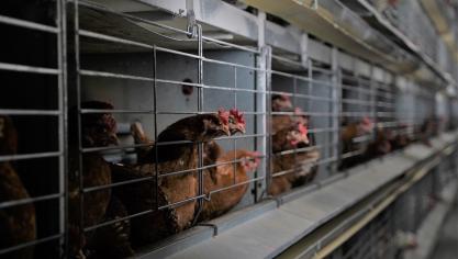 Er zijn 3 nieuwe besmettingshaarden met vogelgriep opgedoken, bij pluimveebedrijven in Kinrooi, Pelt en Gembloers.