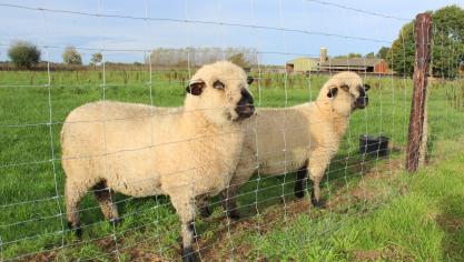 Er is volgens DGZ duidelijk behoefte aan een gebruiksvriendelijke app waarmee schapenhouders hun gegevens eenvoudig kunnen registreren.
