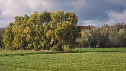 Waar men gaat langs Vlaamse wegen komt men vaak wilgen tegen. Links op de foto een rij ongesnoeide knotwilgen, rechts een rij goed onderhouden knotwilgen.