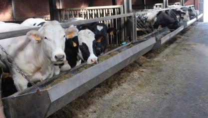 De prijzen voor BWB-runderen blijven stabiel.