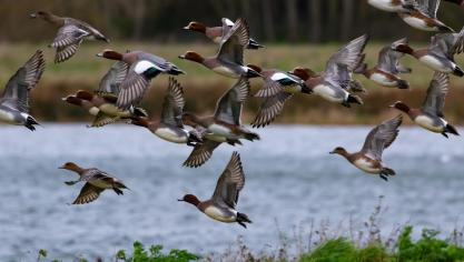 Er zijn dit seizoen veel meer wilde vogels die besmet zijn met vogelgriep dan de voorgaande jaren, wat de kans op besmetting op bedrijven doet toenemen.