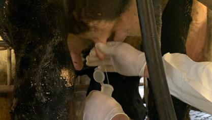 Het melkstaal mag niet gecontamineerd worden.