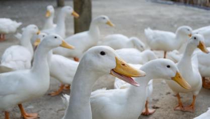 Er is vogelgriep van het type H5 vastgesteld bij een derde bedrijf in de zone Gembloux, ditmaal op een eendenhouderij.