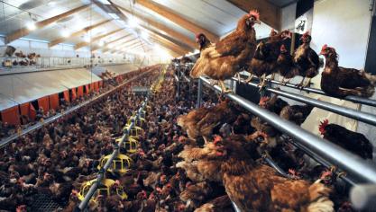 In Nederland werd vogelgriep vastgesteld op 3 bedrijven in de provincies Limburg en Overijssel.
