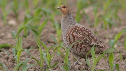 Akker- en weidevogels zoals de kievit, veldleeuwerik en patrijs (zie foto) verdwijnen steeds meer uit het West-Vlaamse landbouwlandschap.