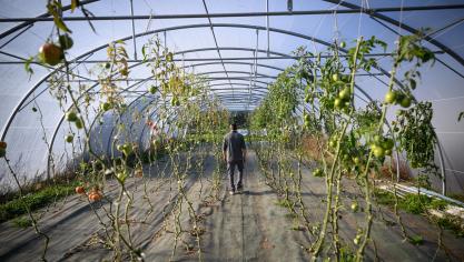 De Raad van State vernietigde de vergunning om de middelen op basis van abamectine tot 2039 in te zetten in open lucht en onder tunnels.
