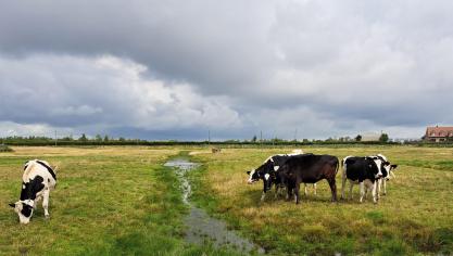 Landbouwers die deelnemen aan het plasdrasbeheer mogen hun percelen nog steeds laten begrazen en krijgen een vergoeding ervoor.