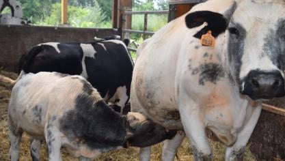 De prijzen voor BWB-runderen blijven status quo volgens Coevia.